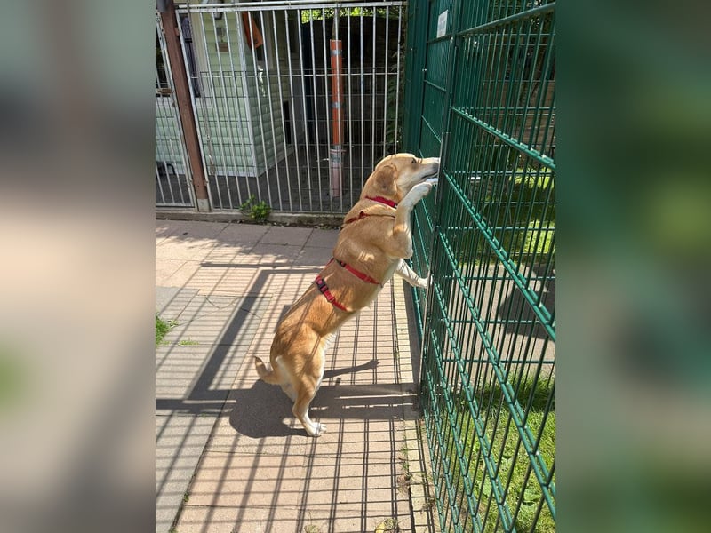 ♥ROMY♥ neu auf Pflegestelle bei Köln - wunderschöne, unglaublich verschmuste Traumhündin 50 cm