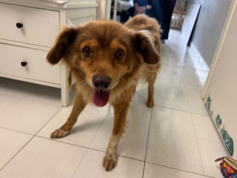 NOTFALL ♥BRUNO♥ hübscher, ruhiger, ganz lieber Hundeopi, der eine Familie hatte 43cm