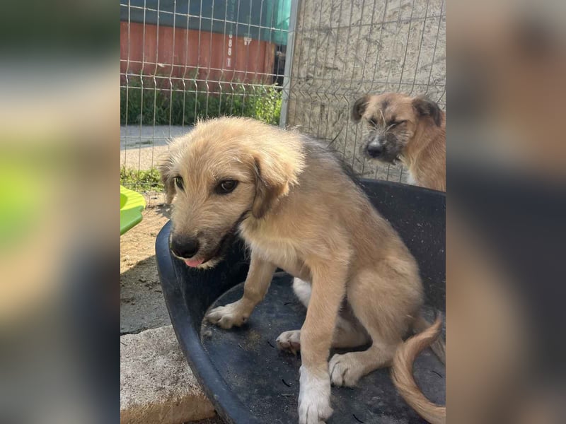 ⭐️JASEY⭐️, mopsfideler Welpe, Rüde, 5 Monate, 46 cm, Mischling, Tierschutz Rumänien