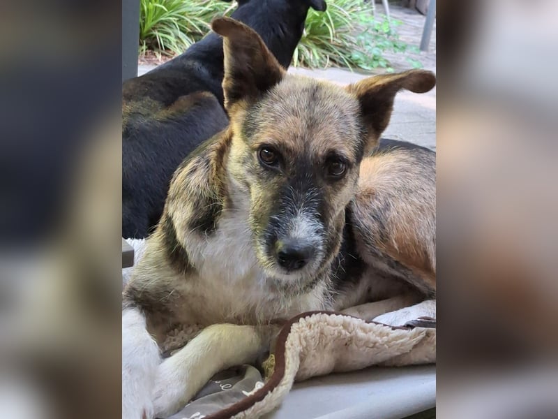 OLIVIA, Traumhündin, 2 Jahre, 50 cm, Pflegestelle 53773, Tierschutz Rumänien