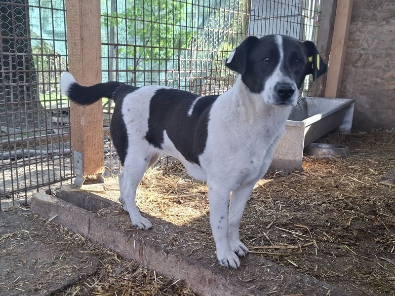 ♥AFRICA♥ zuckersüße, hübsche, noch unsichere Juniorin 42 cm