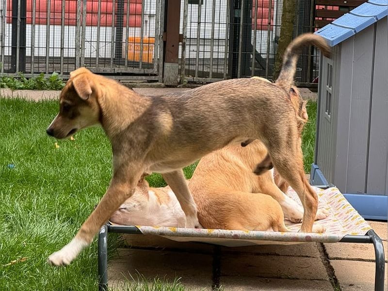 ♥HENRY♥ neu auf Pflegestelle bei Köln - zuckersüßer kleiner Sonnenschein 46 cm (wachsend)
