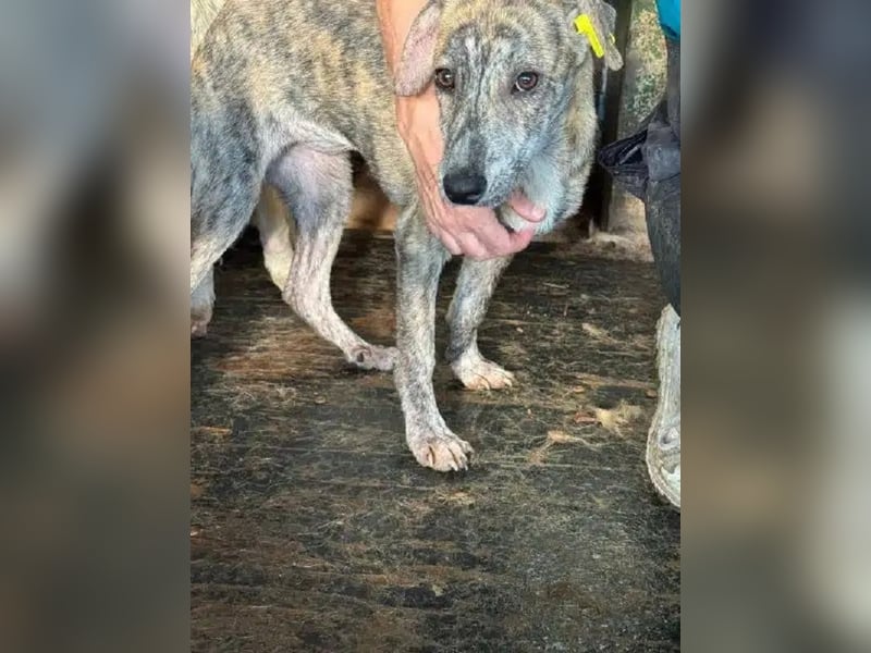 ♥NICKY♥ ab 19.Sep auf Pflegestelle bei Köln - hübsche, verschmuste, viel zu dünne Juniorin 45cm