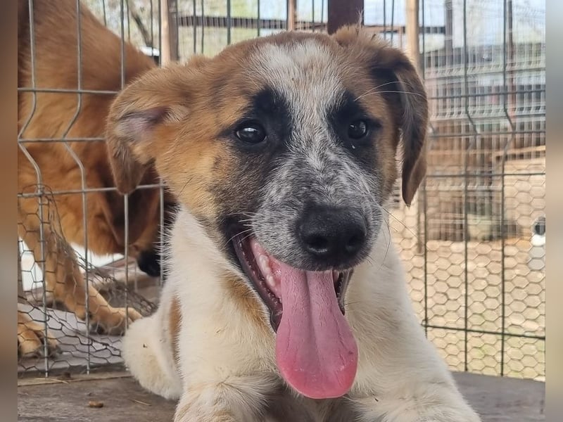 ♥MIRCO♥ wunderschöner tricolor-farbener, aufgeschlossener, verspielter Jungrüde - mittelgroß