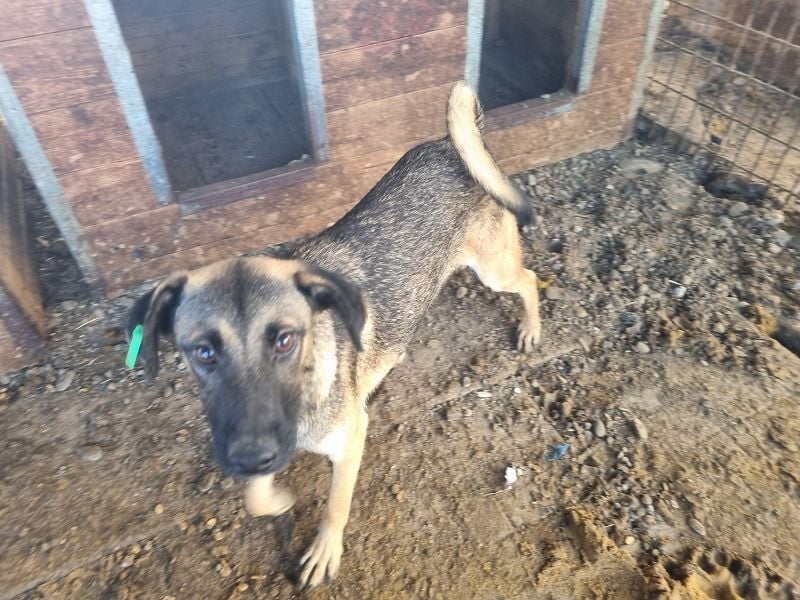 ♥TERENCE♥ verschmuster, lebensfroher, aufgeschlossener Kuschelbär mit süßer Ringelrute 50 cm