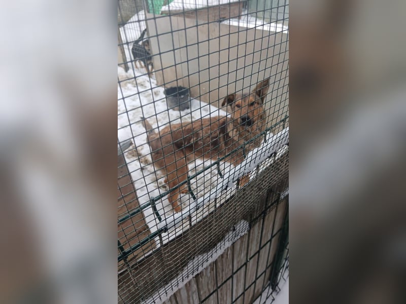⭐️MURMEL⭐️, reizender Rüde, 1,5 Jahre, 50 cm, Mischling, Tierschutz Rumänien