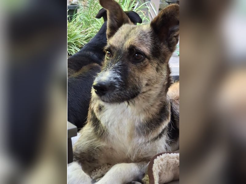 OLIVIA, Traumhündin, 2 Jahre, 50 cm, Pflegestelle 53773, Tierschutz Rumänien