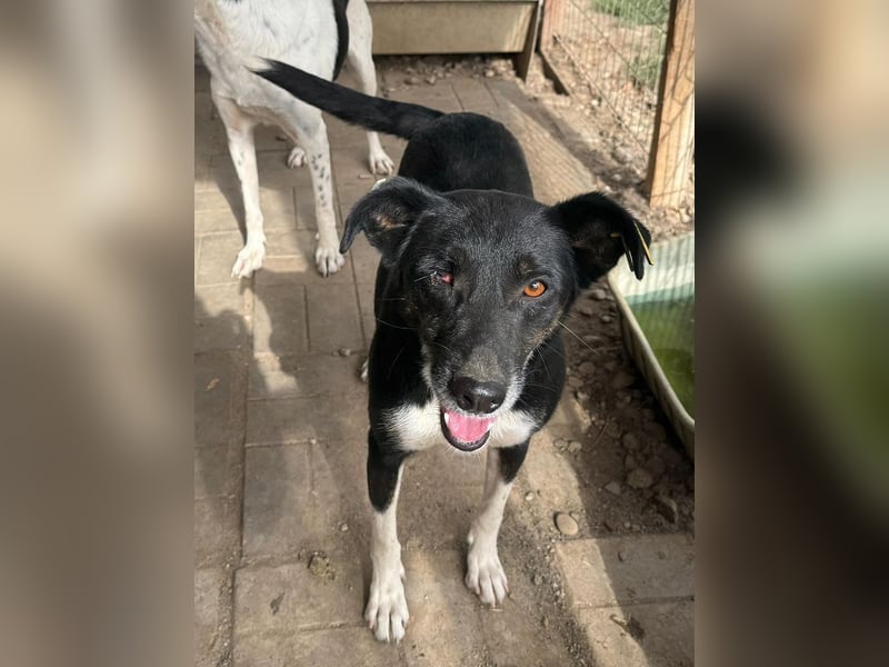 ♥MIMI♥ neu auf Pflegestelle bei Köln - sehr liebe, aufgeschlossene und verschmuste Hündin 49 cm