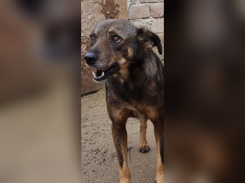 ⭐️FIONA⭐️, Hündin, 4,5 Jahre, 44 cm, Mischling, Tierschutz Rumänien