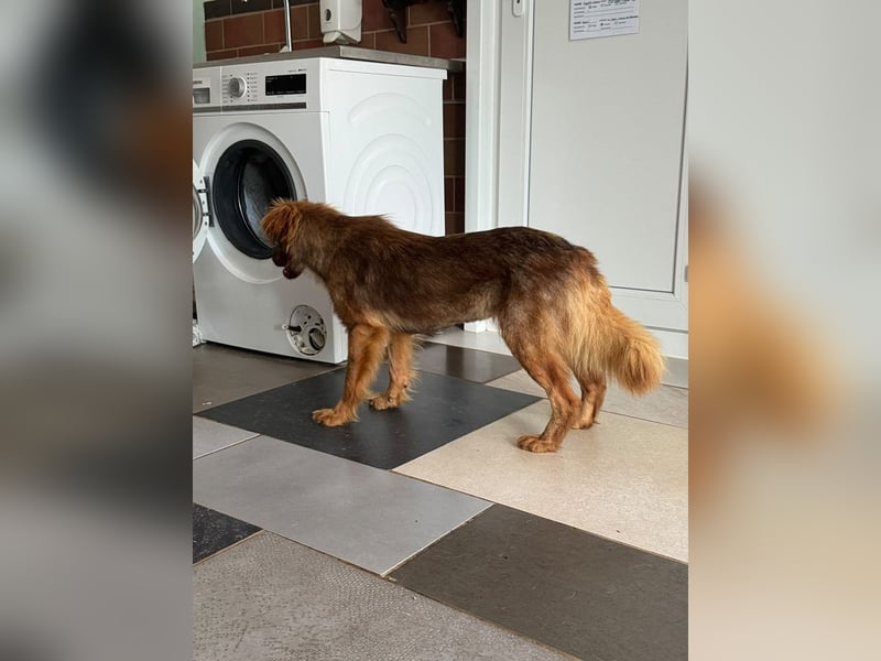 ♥BRUNJA♥ neu auf Pflegestelle bei Leverkusen - menschenbezogene und liebenswerte Junghündin 43cm