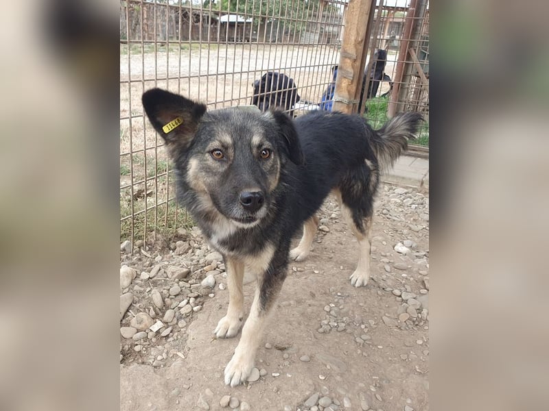 ♥PEARL♥ wunderschöne, liebe, noch unsichere Hündin mit einem Steh- und einem Knickohr 48 cm