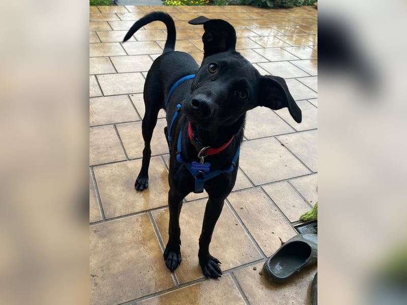 ♥SHADOW♥ auf Pflegestelle bei Duisburg - süßer, verschmuster und verspielter Junior 49cm