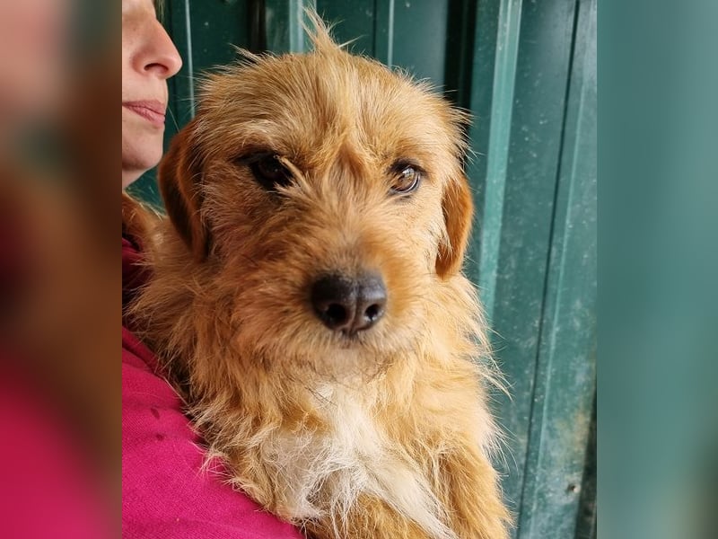 ♥CHUPPY♥ wunderbarer, feinfühliger Rüde - ein echter Hingucker 42 cm