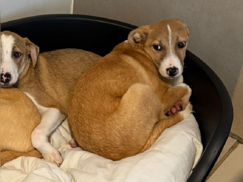 ♥HEINER♥ auf Pflegestelle bei Köln - süßer, ausgeglichener, verspielter Junior 48cm (wachsend)