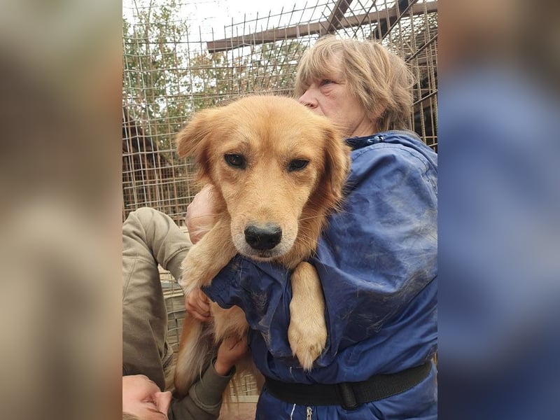 ♥MAIBLE♥ süße, so liebe, noch etwas zurückhaltende Hündin, die schon 4 Jahre im Tierheim wartet 50cm