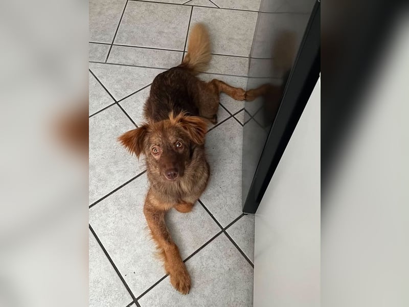 ♥BRUNJA♥ verliert ihr Zuhause in Köln - ganz menschenbezogene und unkomplizierte Junghündin 45cm