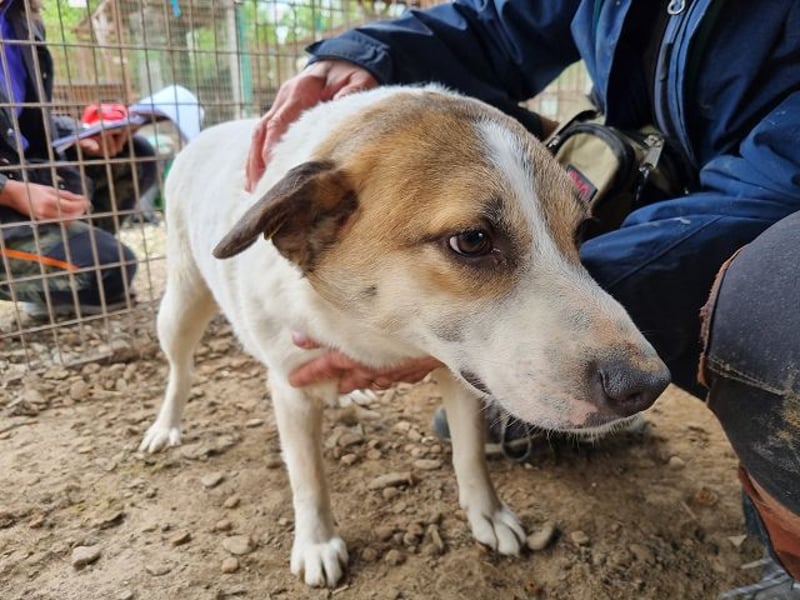 ♥MONTANA♥ süße, unkomplizierte, liebe, ruhige Hündin, die schon 2 Jahre im Tierheim wartet 49 cm