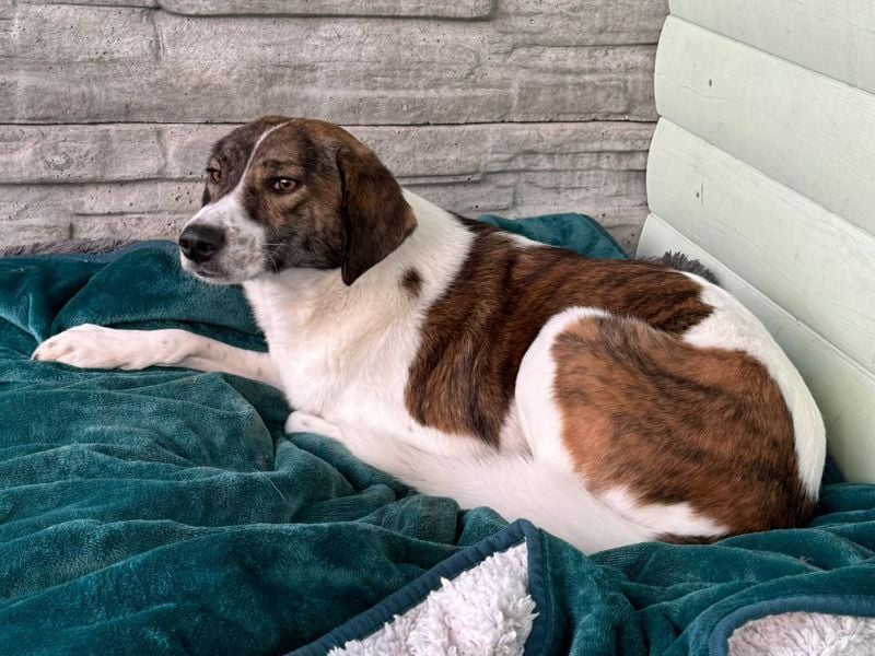 ♥NORA♥ neu auf Pflegestelle bei Köln - hübsche, sanftmütige, sensible Hündin 48 cm