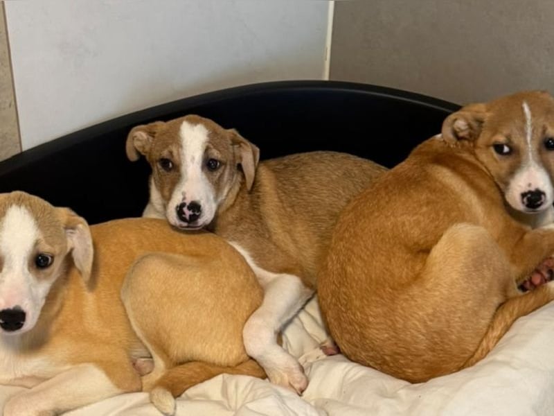 ♥HANJO♥ neu auf Pflegestelle bei Köln - zuckersüßer, sehr zutraulicher Welpe 49cm (wachsend)