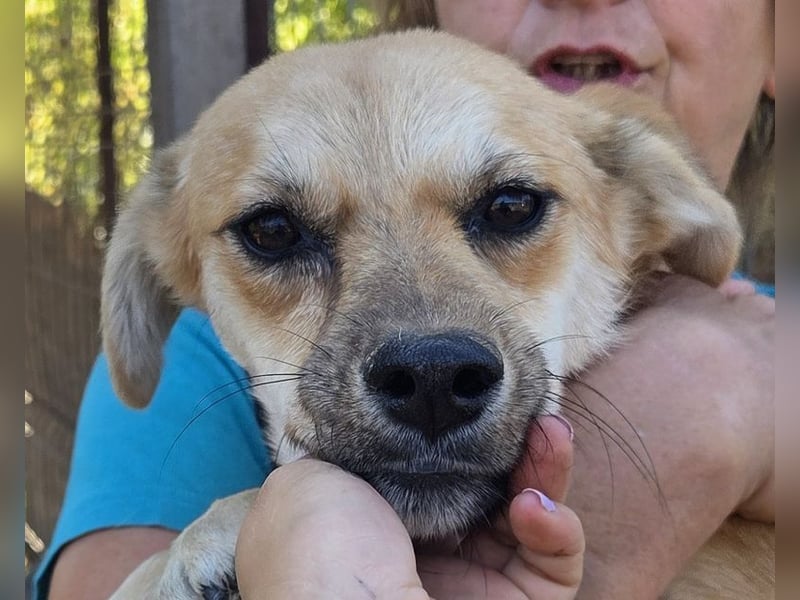 ♥CORA♥ elegante, ruhige, feinsinnige Hündin, die in sich ruht 45 cm