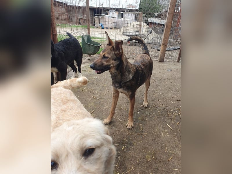 ♥DANA♥ sehr zutrauliche, aktive, schlanke Junghündin, die sich sehr nach Zuneigung sehnt 48 cm