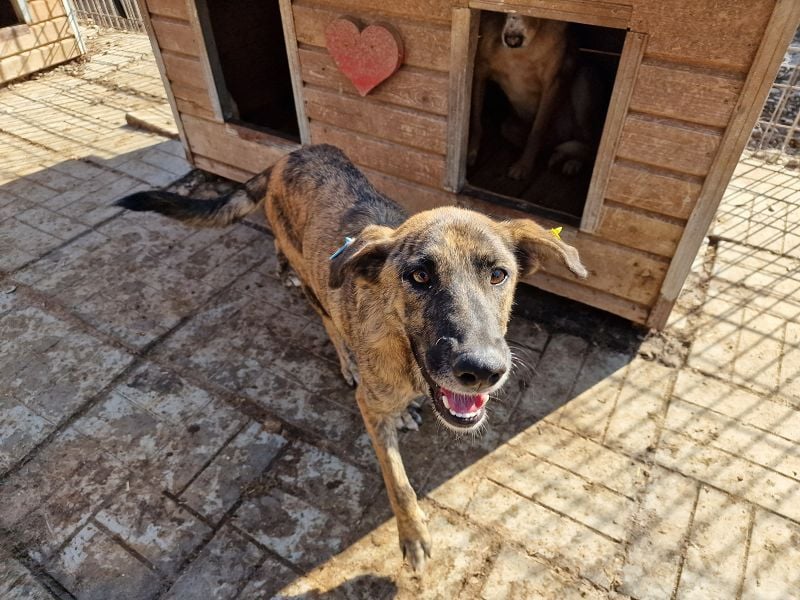 ♥JOELINA♥ super liebe, verschmuste hübsche gestromte Hündin 49 cm