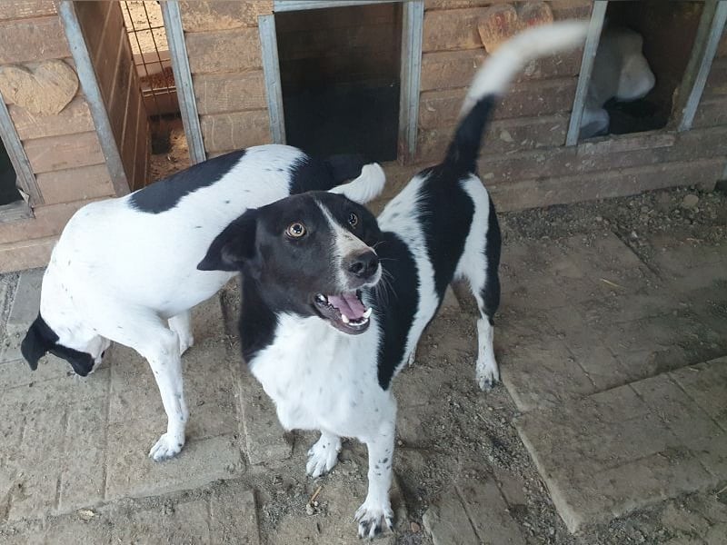 ♥SANCHO♥ wunderbarer, hübscher, anhänglicher, sensibler Jungrüde 48 cm