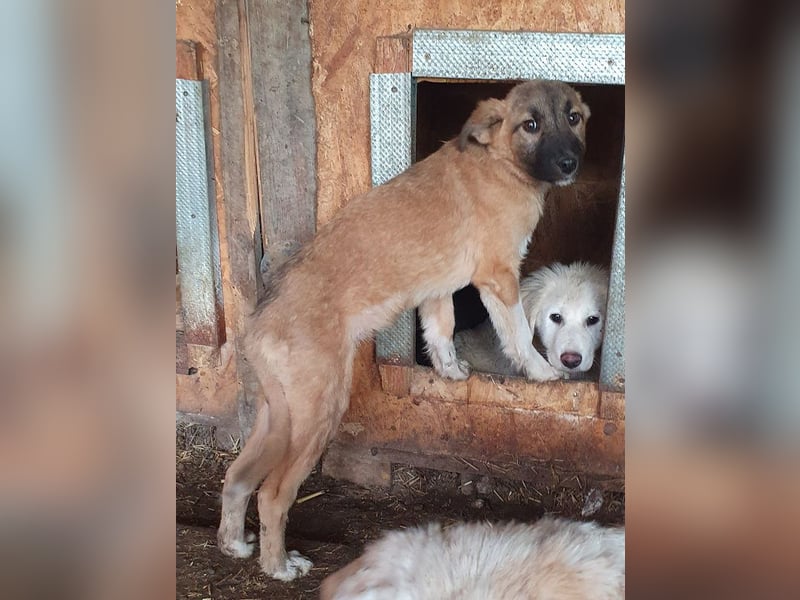 ♥LORD♥ ganz niedlicher,sehr lieber Junghund, der in einem dunklen Zwinger hocken muss - mittelgroß