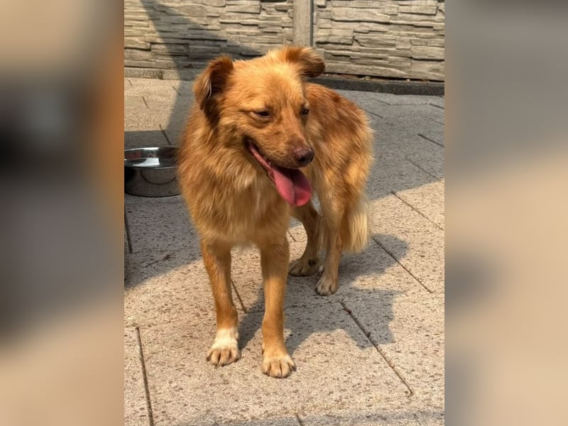 ♥MANOLO♥ neu auf Pflegestelle bei Köln - süßer, knuffiger, aufgeweckter Junghund 44 cm