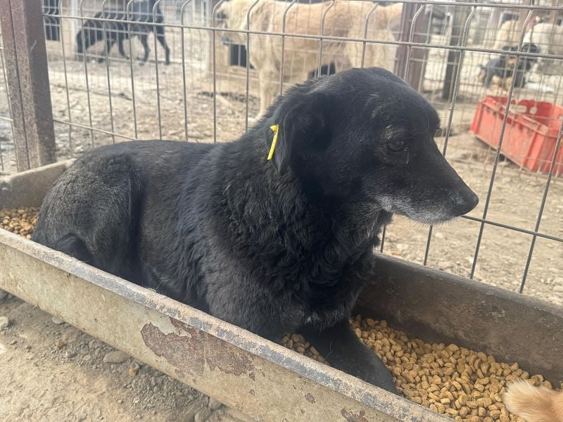 ♥TRUDI♥ süße, ruhige, zurückhaltende Hündin,die nicht auffallen will,um keine Probleme zu haben 47cm