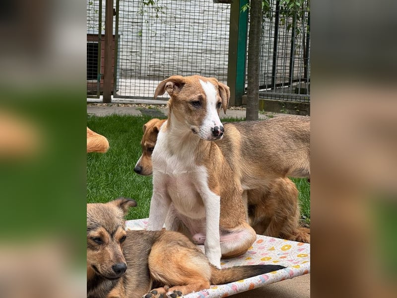 ♥HANJO♥ neu auf Pflegestelle bei Köln - zuckersüßer, sehr zutraulicher Welpe 49cm (wachsend)