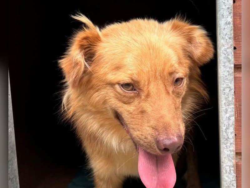 ♥MANOLO♥ neu auf Pflegestelle bei Köln - süßer, knuffiger, aufgeweckter Junghund 44 cm