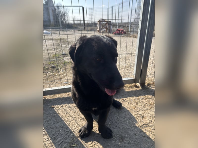 ⭐️COSTEL⭐️, lieber Charakter-Kopf, Rüde, 3,5 Jahre, 42 cm, Mischling, Tierschutz Rumänien