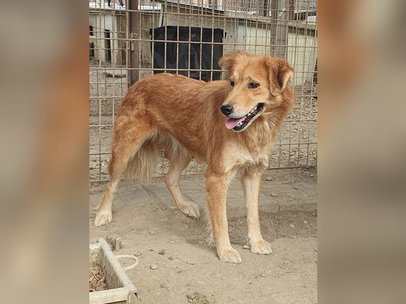 ♥MAIBLE♥ süße, so liebe, noch etwas zurückhaltende Hündin, die schon 4 Jahre im Tierheim wartet 50cm