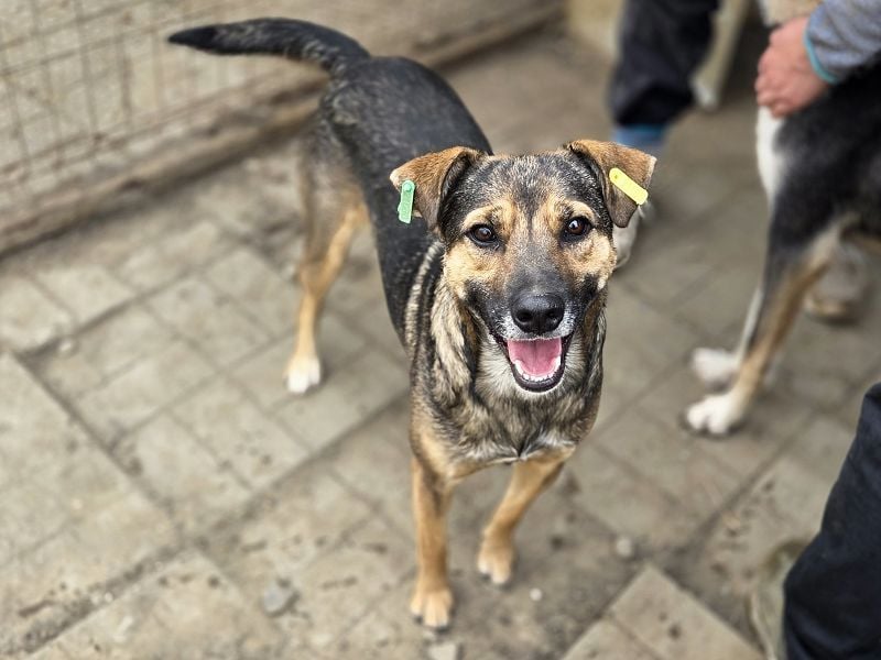 ♥BEN♥ Traumhund mit wundervollem Charakter, der auf seine Menschen wartet 49 cm