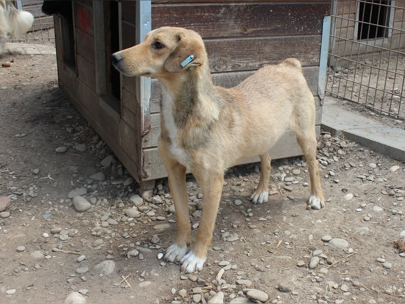 ♥QUERIDO♥ wunderschöner, zarter, etwas zurückhaltender Schatz 49 cm