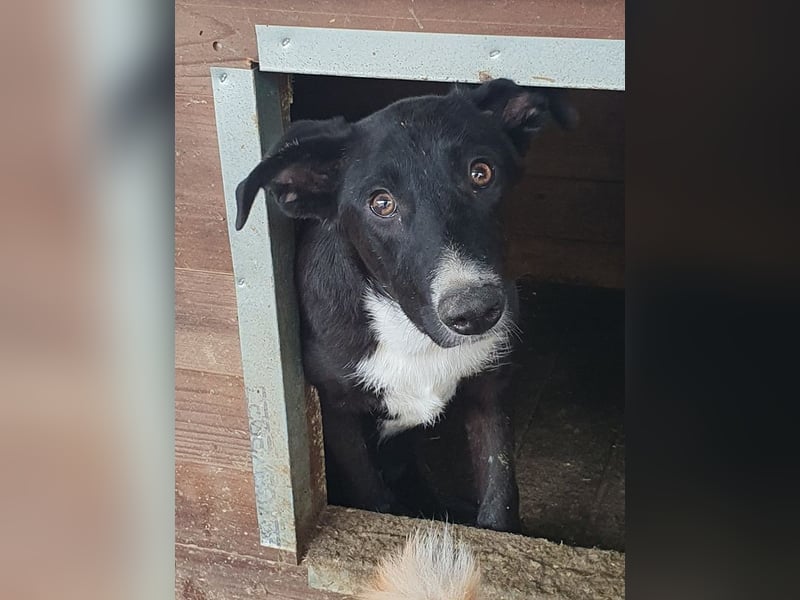 ♥MIRU♥ bezaubernder, lieber, zutraulicher, fröhlicher Jungrüde, der alles richtig machen möchte 47cm