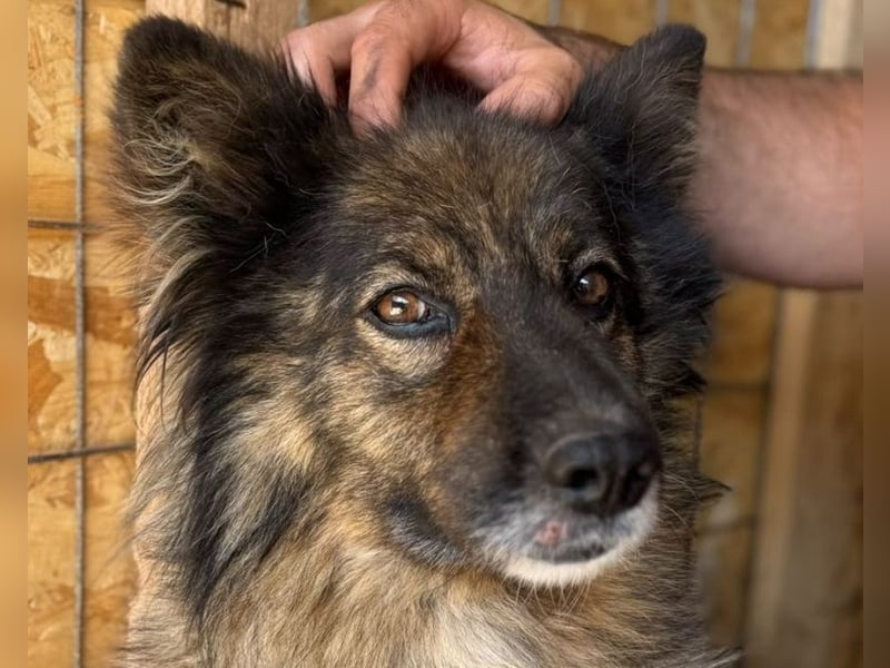 ♥LEO♥ ab 29. Aug auf Pflegestelle bei Köln-wunderschöner, lieber,ruhiger, aufgeschlossener Rüde 49cm
