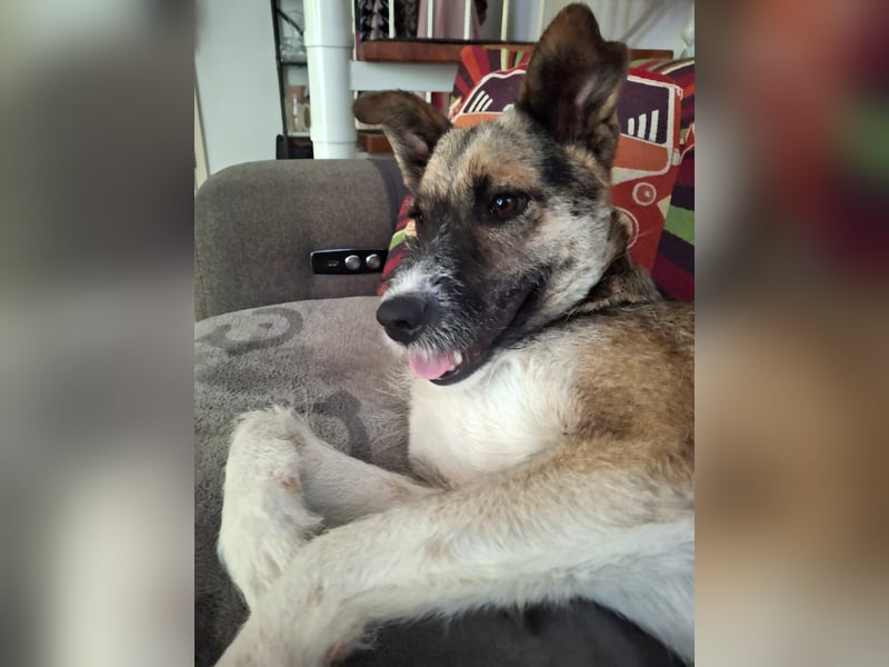OLIVIA, Traumhündin, 2 Jahre, 50 cm, Pflegestelle 53773, Tierschutz Rumänien