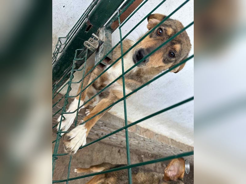 ⭐FARAH⭐, gute gelaunte Hündin, 1,5 Jahre, 50 cm, Mischling, Tierschutz Rumänien