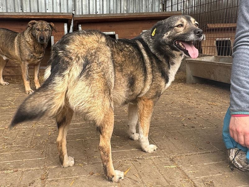 ♥ALINA♥ zauberhafte, verschmuste gute Laune-Hündin 48 cm