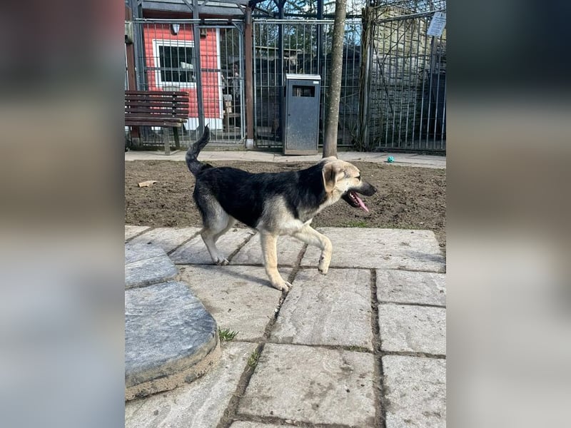 ♥DINA♥ auf Pflegestelle bei Köln-hübsches, liebes, verspieltes Welpenmädchen 42cm