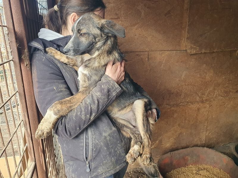 ♥CLARA♥ niedliche, verspielte Junghündin, die aktuell zu dünn ist - mittelgroß