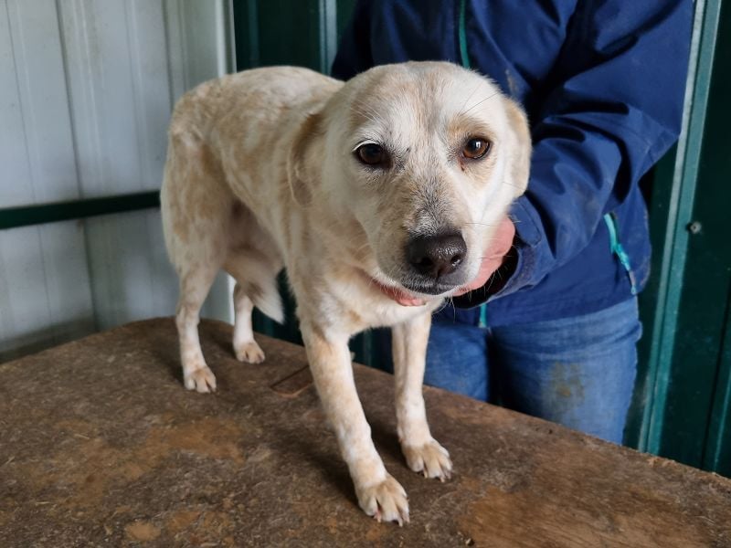 ♥PALOMA♥ ab 29. Mai auf Pflegestelle bei Köln-sanfte, ganz liebe, sensible, wunderschöne Hündin 44cm