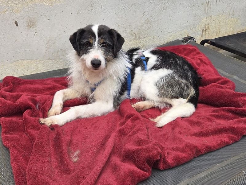 ♥FLORENCE♥ neu auf Pflegestelle in Köln - bezaubernde, anfangs noch vorsichtige Hündin 47 cm