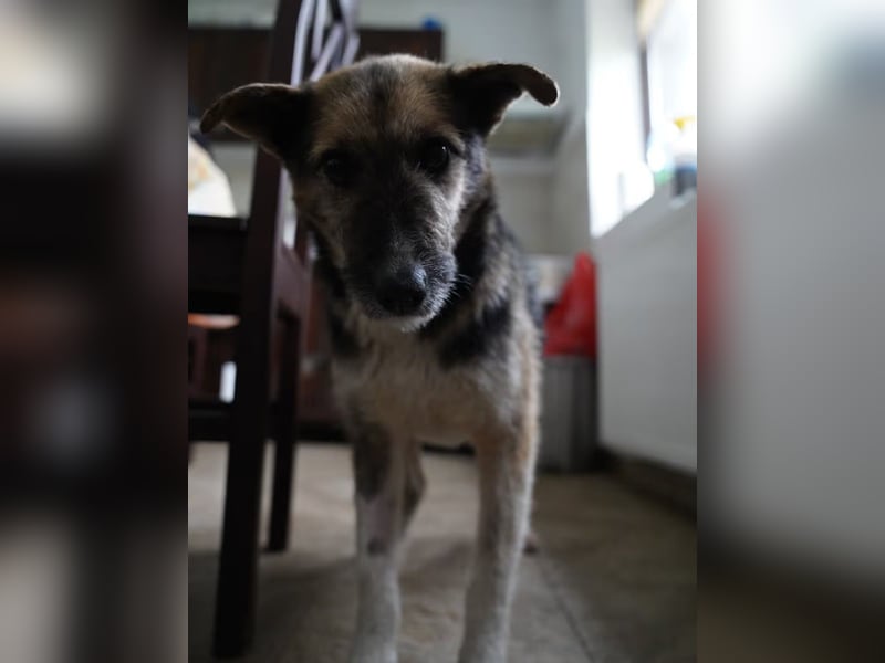 ⭐️OLIVIA⭐️, entspannte Hündin, 2 Jahre, 50 cm, Mischling, Tierschutz Rumänien