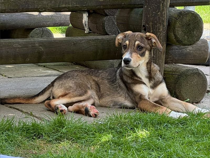 ♥HAZEL♥ auf Pflegestelle bei Köln - süße, verspielte, sanfte kleine Maus 45 cm (wachsend)