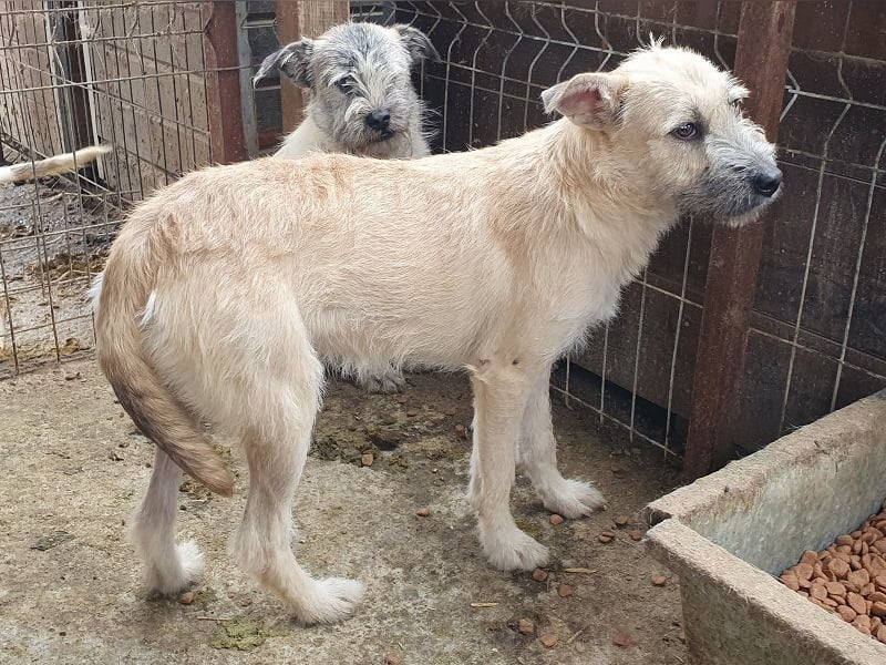 ♥NETTY♥ hübsche, verspielte, menschenbezogene, lebensfrohe Junghündin 45 cm