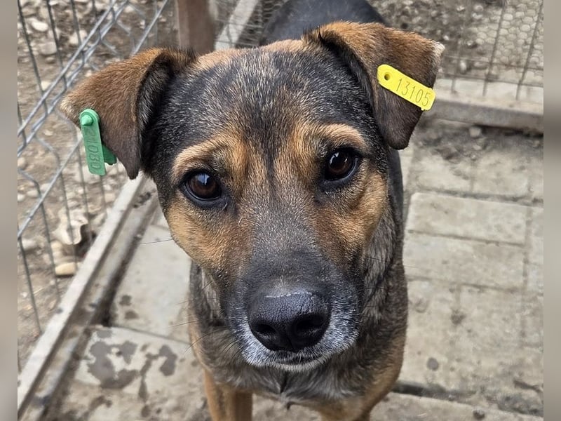 ♥BEN♥ Traumhund mit wundervollem Charakter, der auf seine Menschen wartet 49 cm