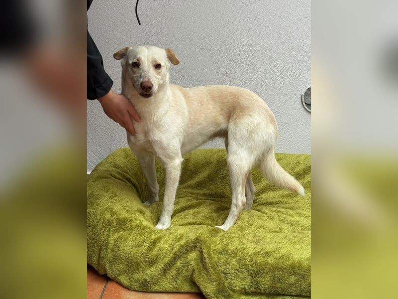 ♥MALEEN♥ auf Pflegestelle bei Duisburg - bildhübsche, süße, sanfte Hündin 47 cm